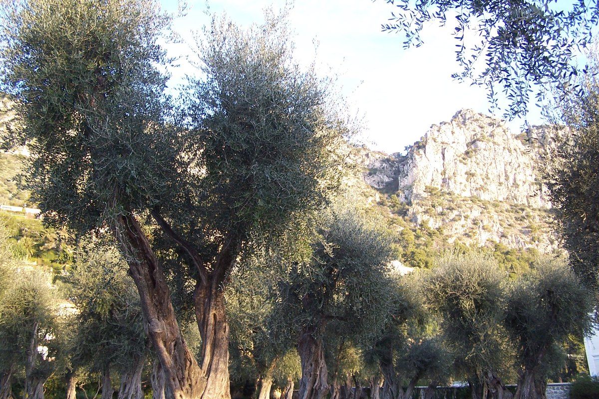 Century-old olive trees in the Jardin de l'Olivaie, Beaulieu-sur-Mer