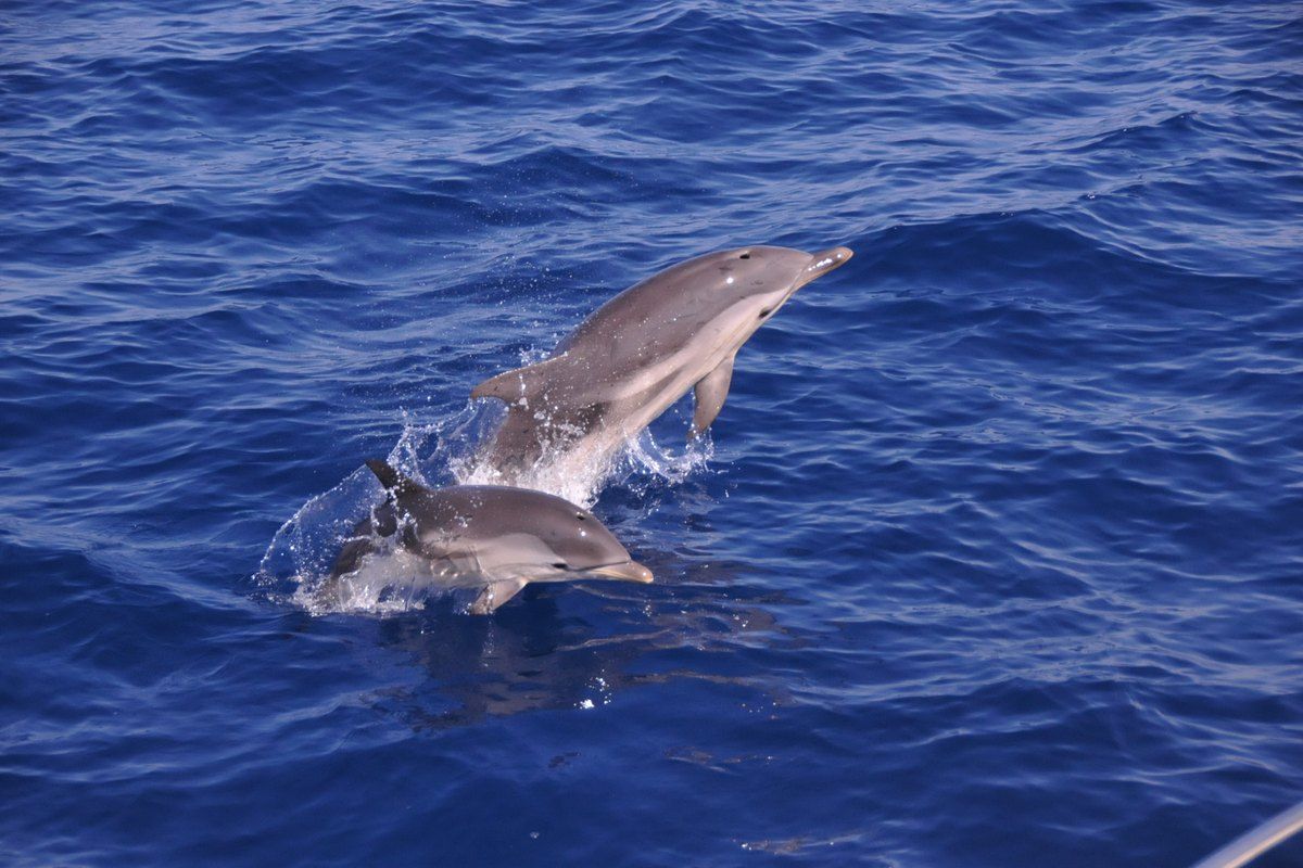 Striped dolphins seen on a whale-watching trip from Beaulieu-sur-Mer