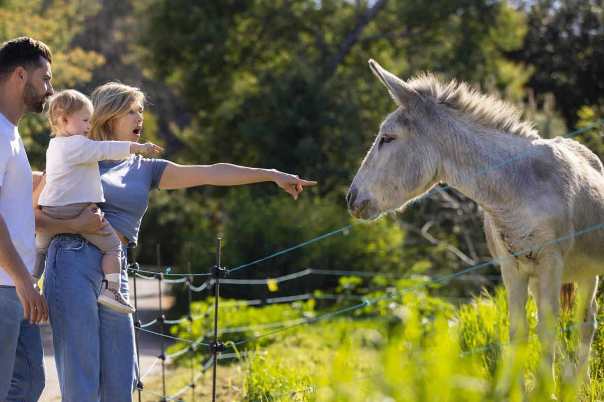 A family meeting one of the donkeys that graze the Croix des Gardes park above Cannes