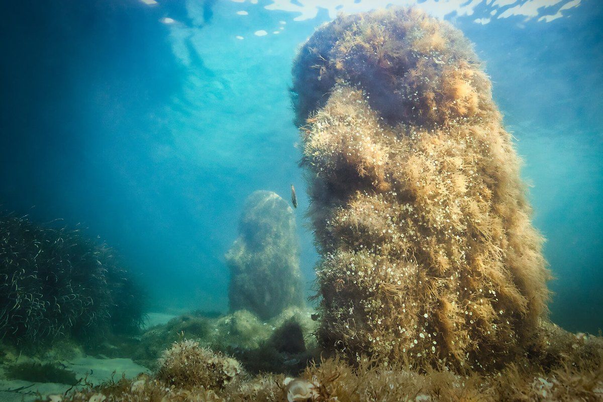 One of Jason deCaires Taylor's underwater sculptures of a face on the seabed off Île Sainte-Marguerite