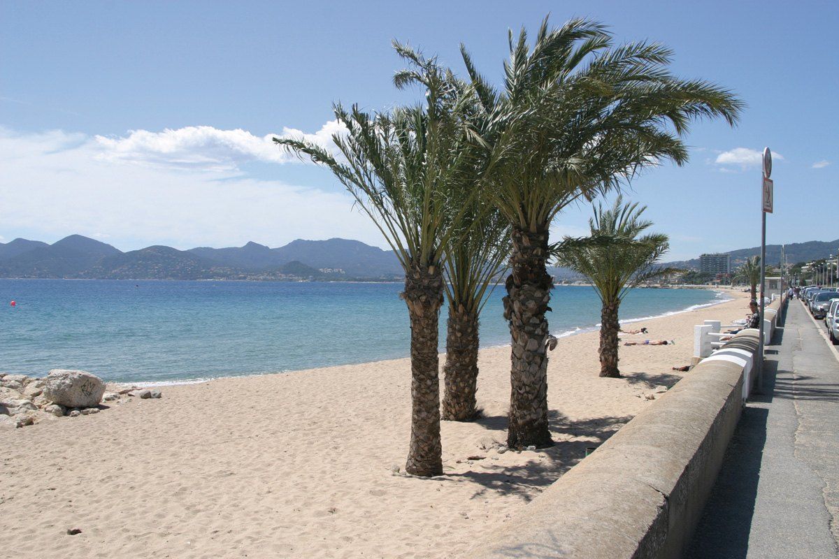 Palm trees on the public sand beach along boulevard du Midi in Cannes, looking out over the bay