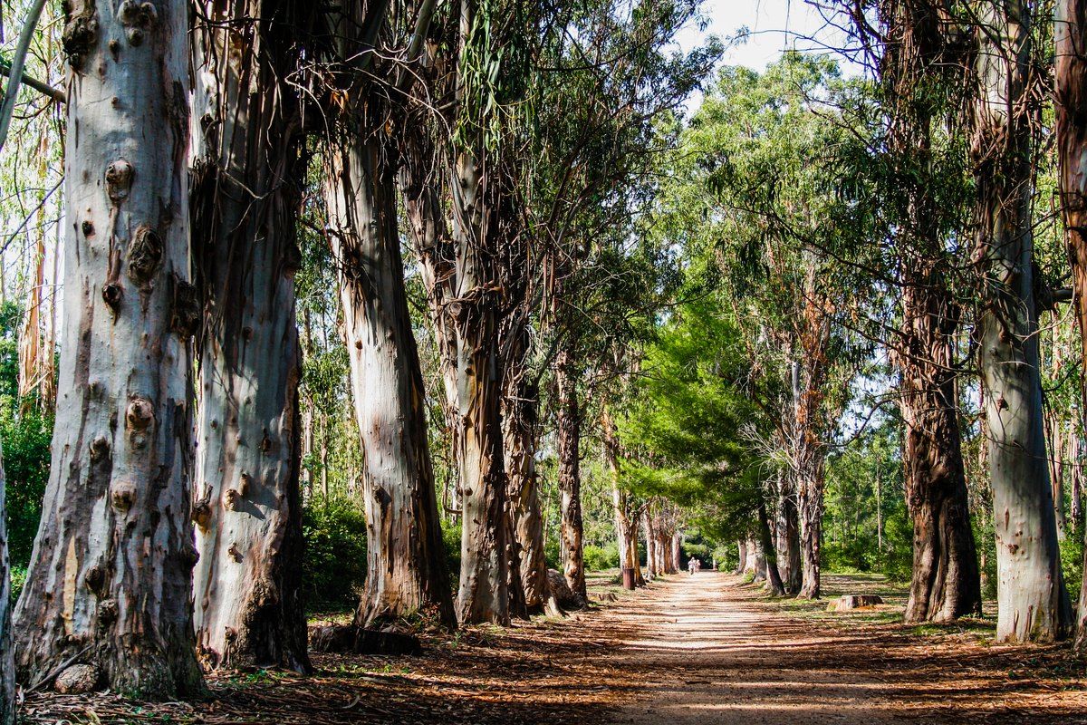 A shaded path under tall eucalyptus trees on Île Sainte-Marguerite
