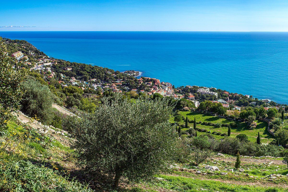 Olive terraces and villas of Cap-d'Ail sloping down to the blue sea