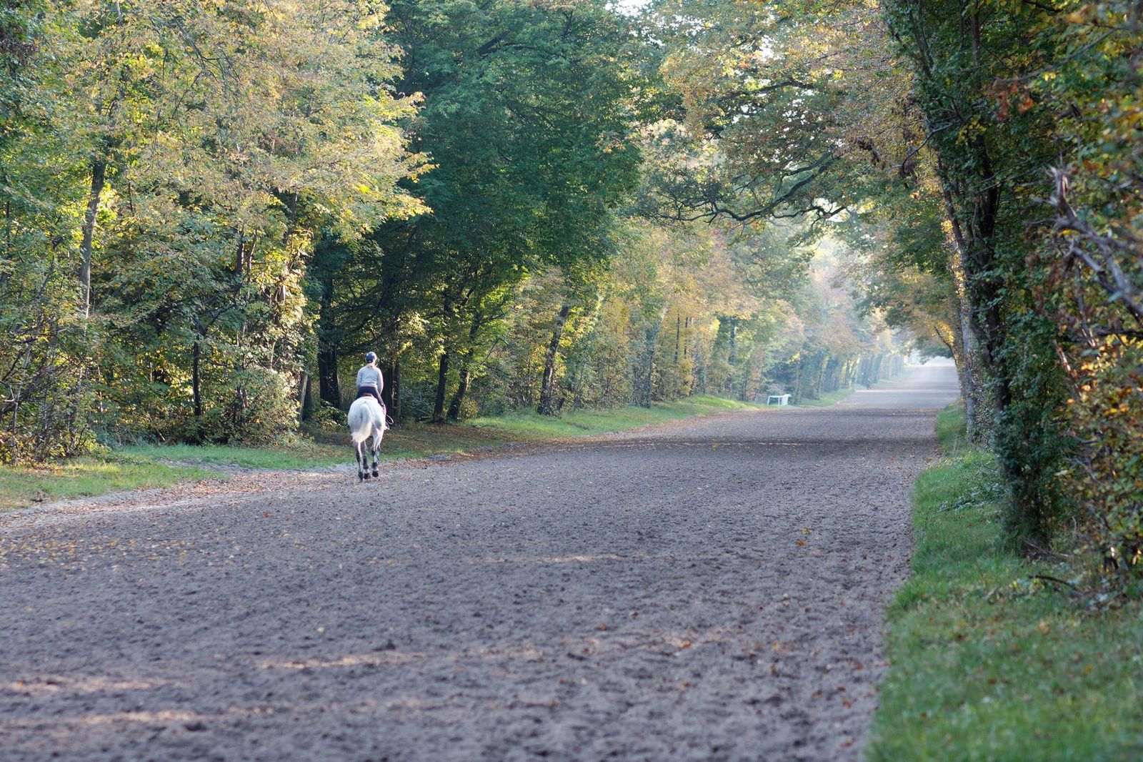 A rider on a track in the forest of Chantilly