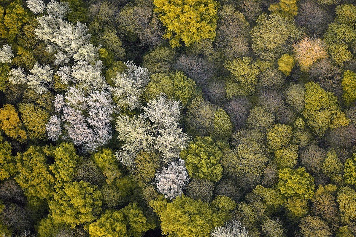 Aerial view of the Chantilly forest canopy in spring