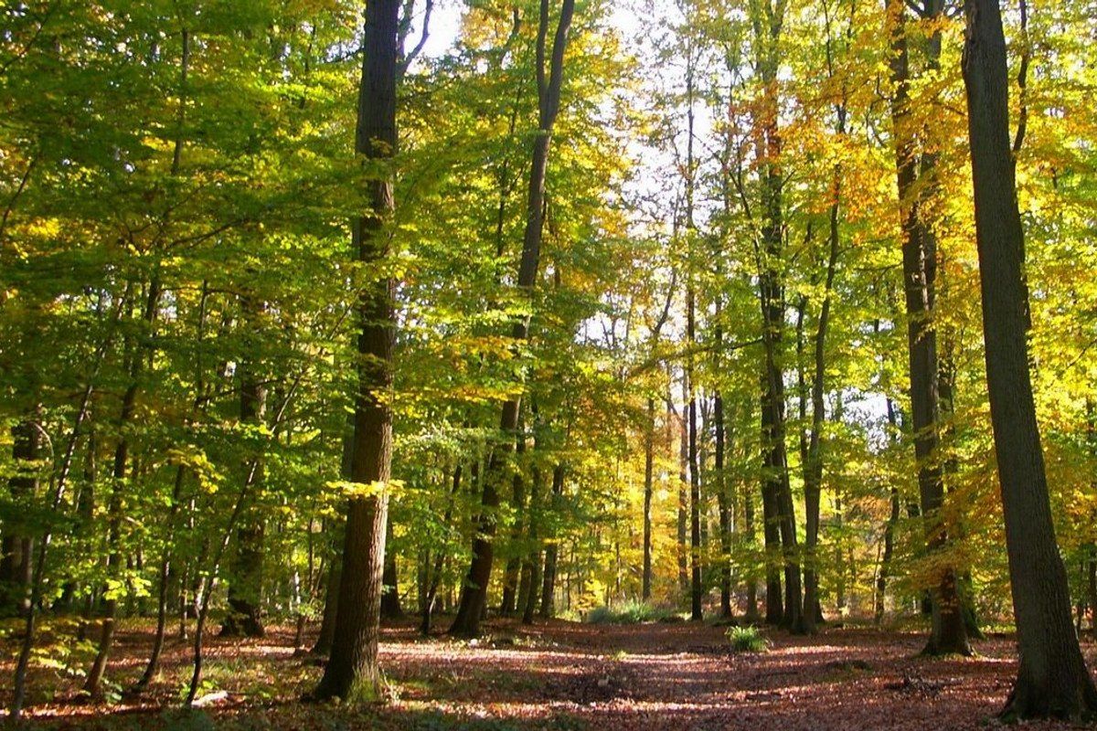 Autumn beeches along a ride in the forêt d'Halatte