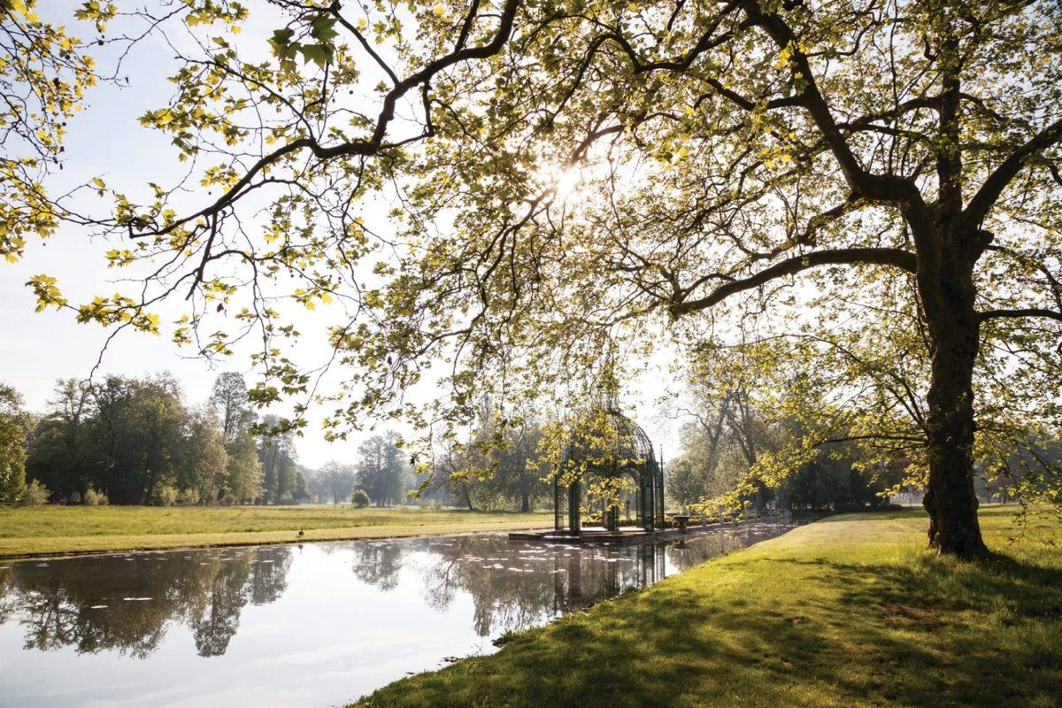 A great tree leaning over the water by the Île d'Amour in the park of the Château de Chantilly
