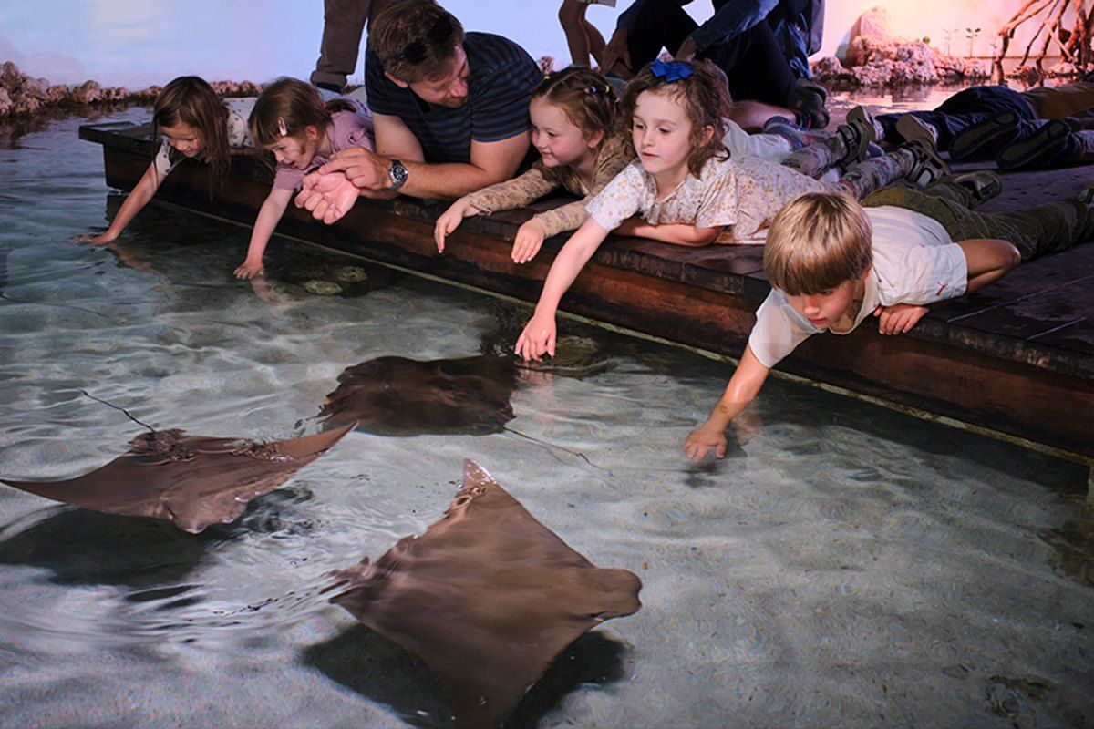 Children leaning over a touch pool to stroke rays at Den Blå Planet, National Aquarium Denmark