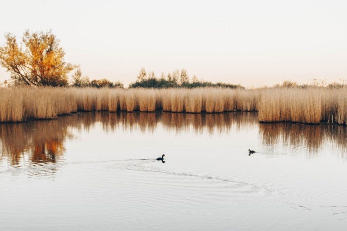 Still water edged by golden reeds and a lone tree on Kalvebod Fælled, with water birds on the surface