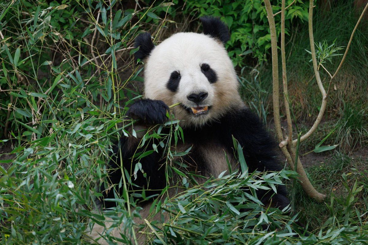A giant panda eating bamboo among the greenery of its enclosure at Copenhagen Zoo