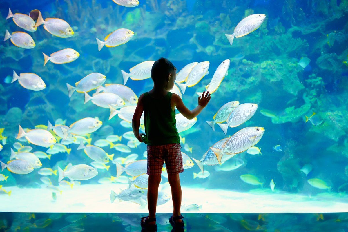 The Musée océanographique de Monaco – a visual from its family guide