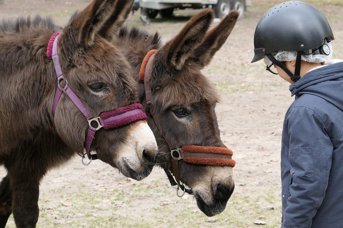 Two brown donkeys in halters beside a child in a riding helmet at Avon'ânes