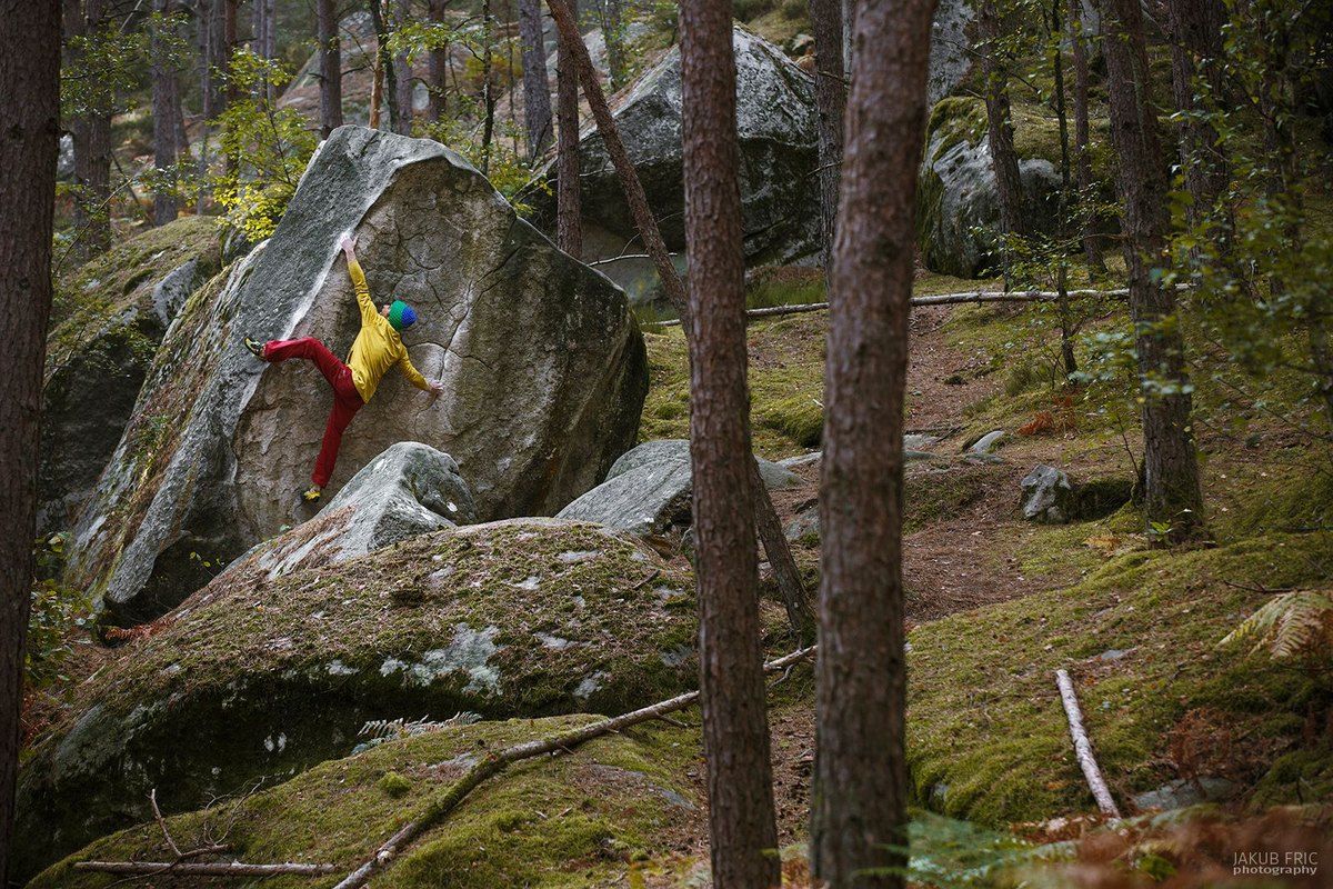 A climber on a mossy sandstone boulder among pines in the forest of Fontainebleau