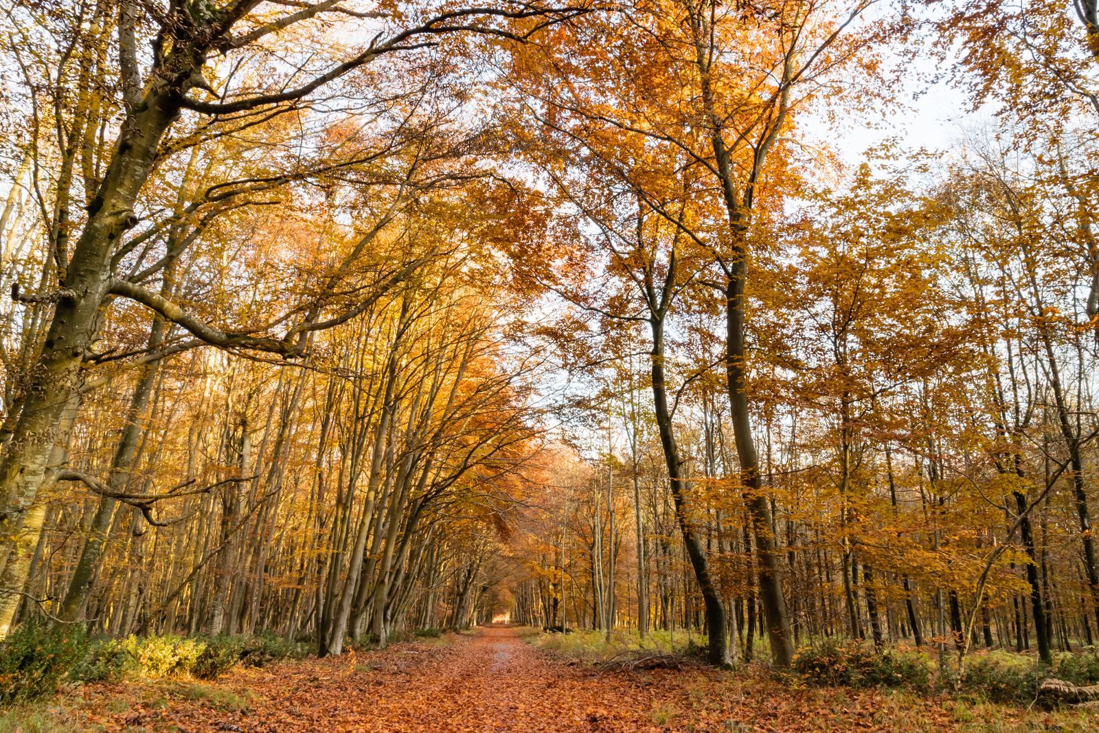 A path through the Forest of Fontainebleau in autumn