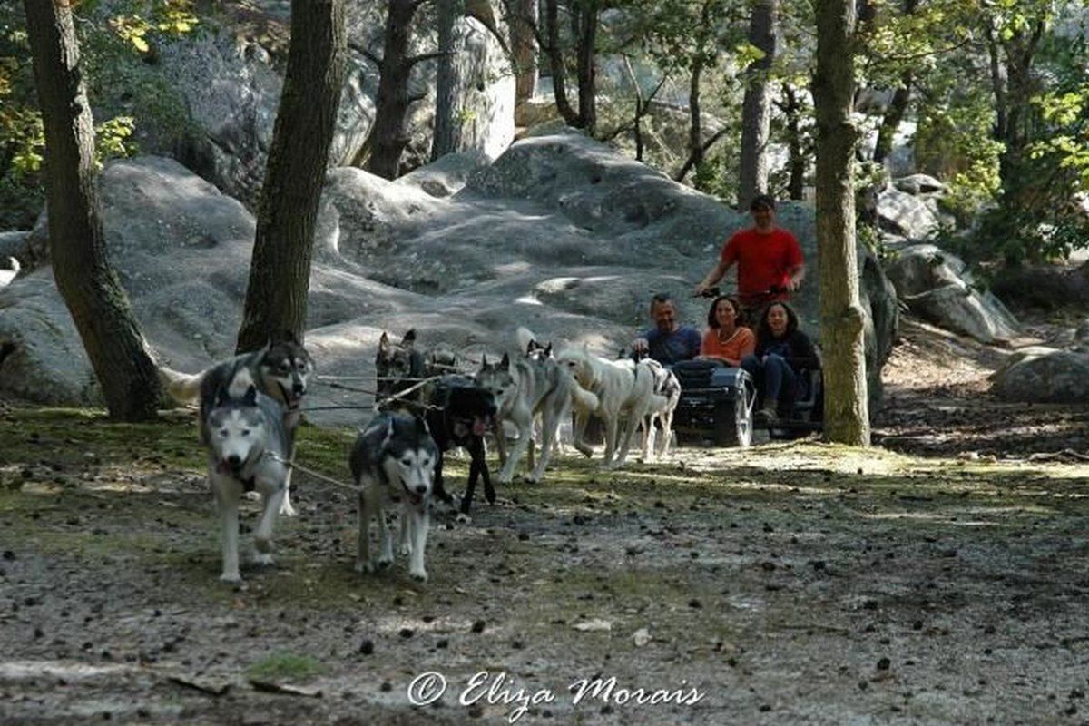 A team of huskies pulling a dog-cart among the sandstone rocks of the forest of Fontainebleau