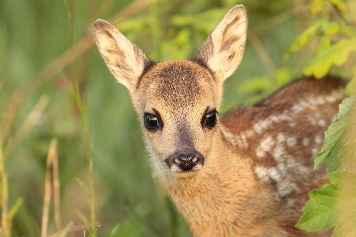 A young roe deer looking out from long grass in the forest of Fontainebleau