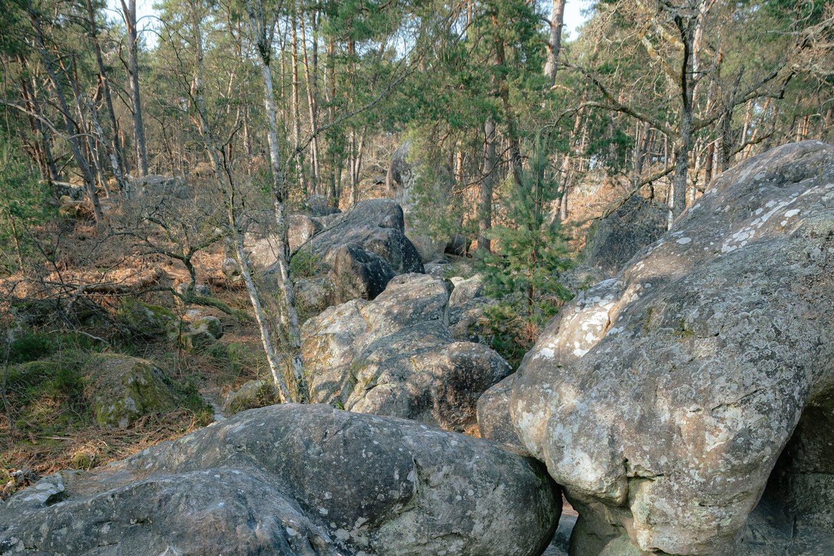 Rounded sandstone boulders among pines and birches in the forest of Fontainebleau