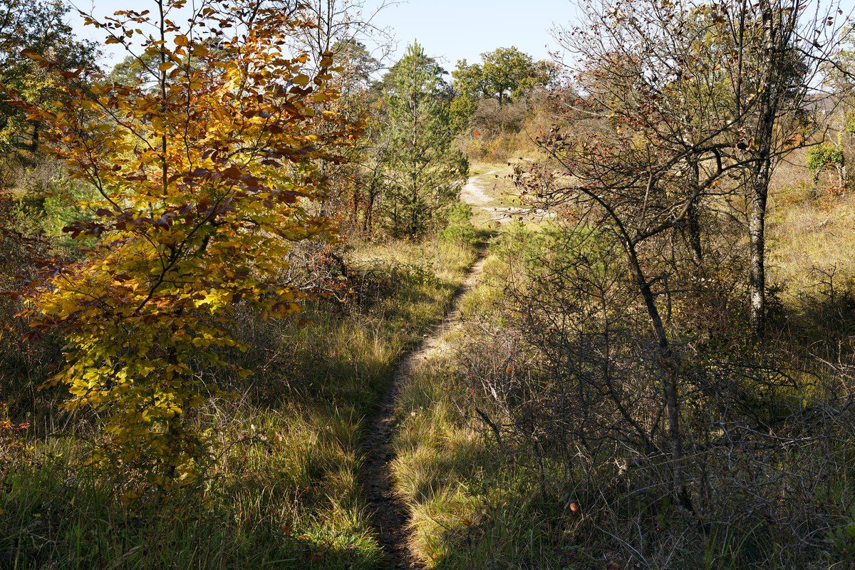 A footpath climbing through autumn oaks and heather in the forest of Fontainebleau