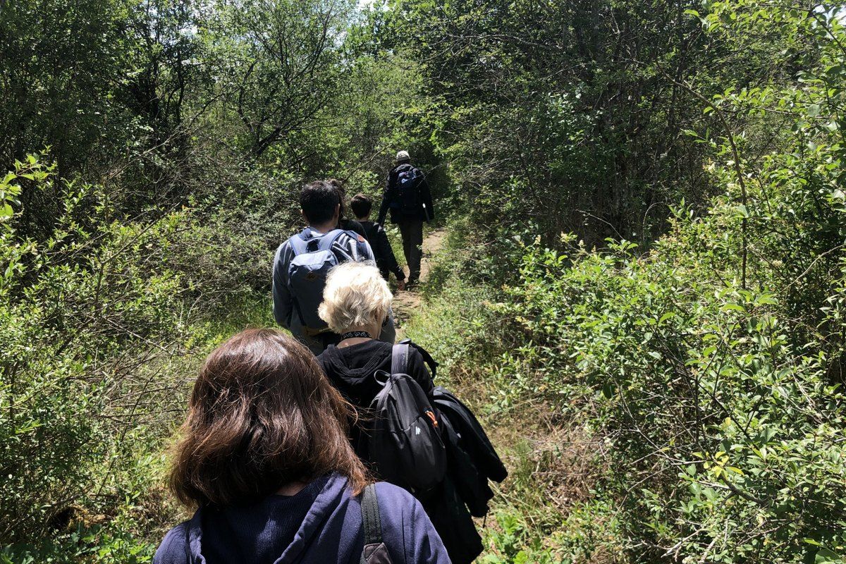 A small group of walkers in single file on a narrow path through green undergrowth in the forest of Fontainebleau