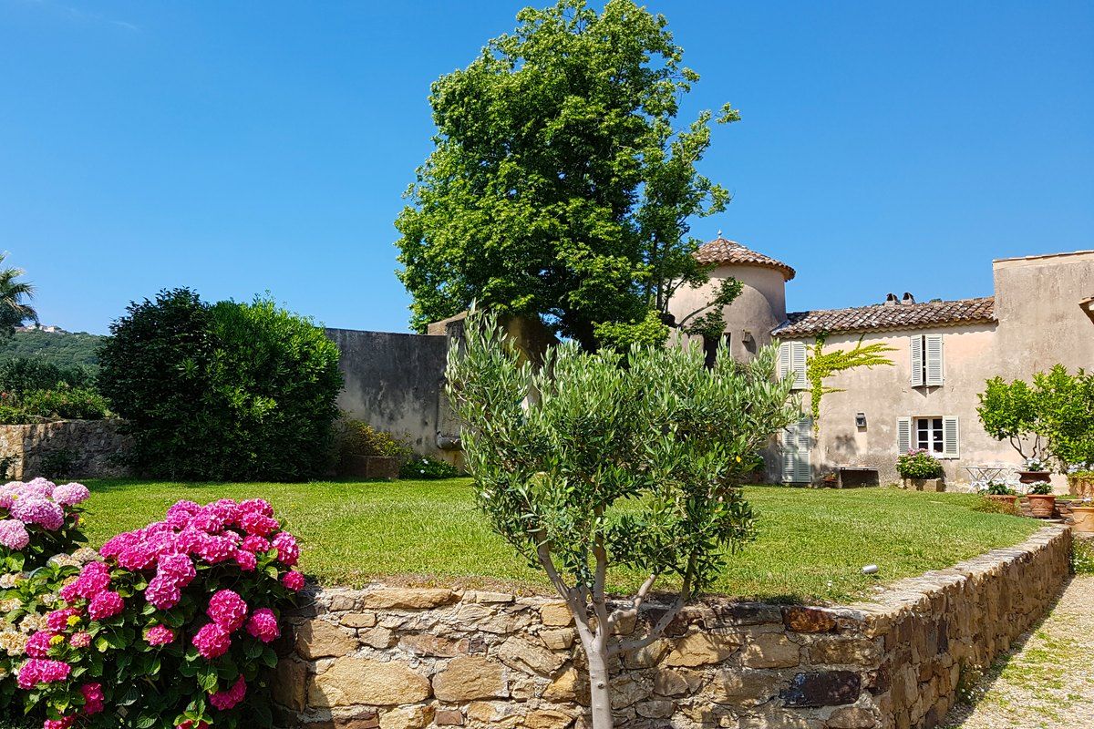 Hydrangeas, an olive tree and the old bastide of Château Barbeyrolles at Gassin