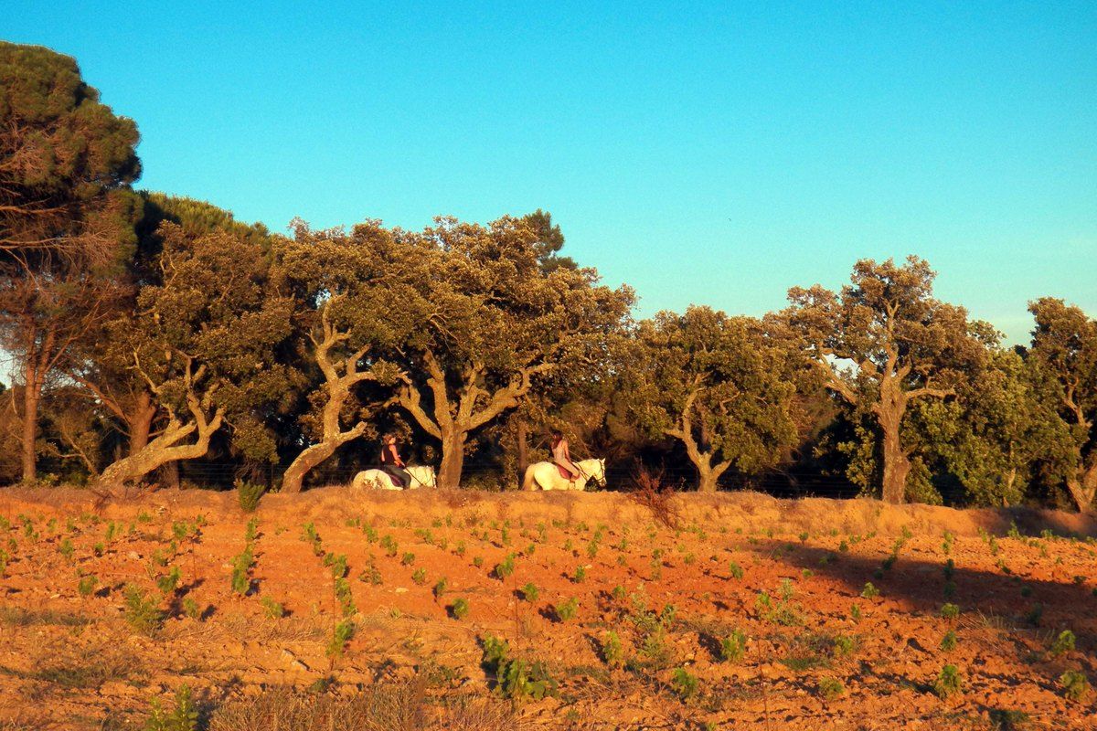 Riders passing cork oaks above a ploughed vineyard on the Panoramas trail from Gassin