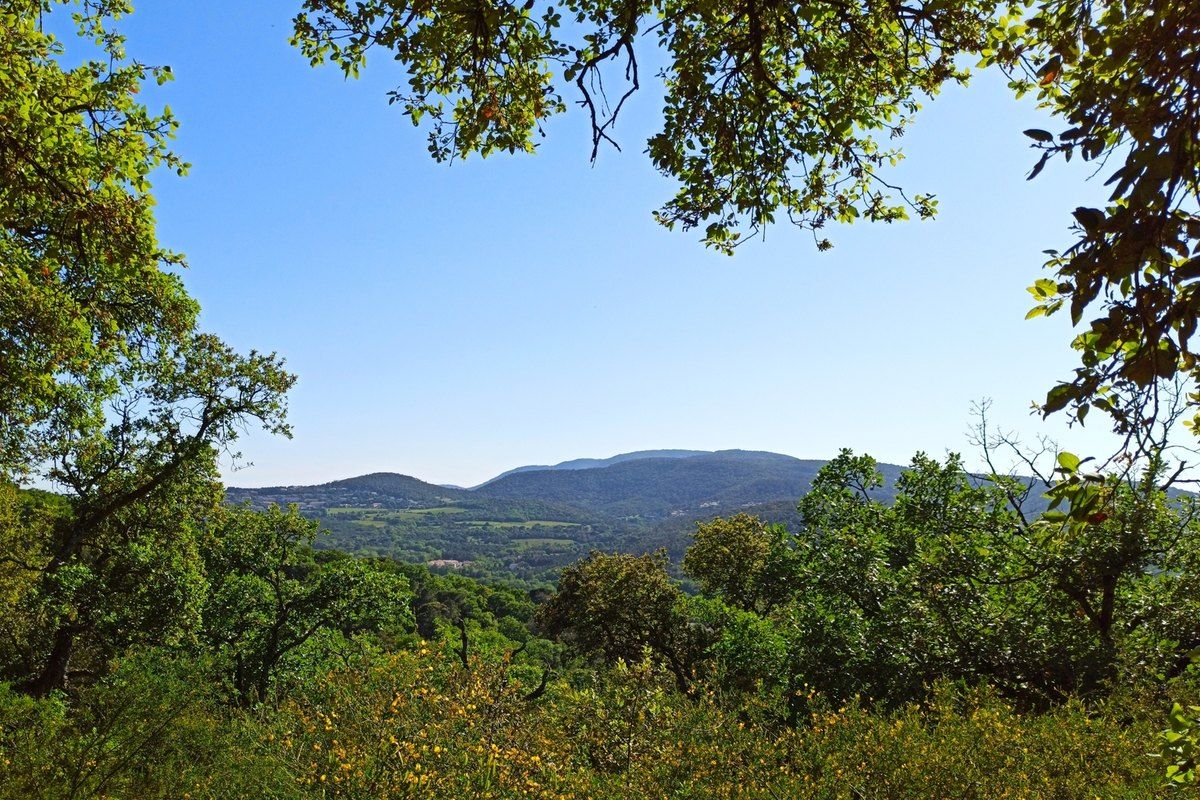 A view through pines from the Sentier de la Mer down to the gulf of Saint-Tropez