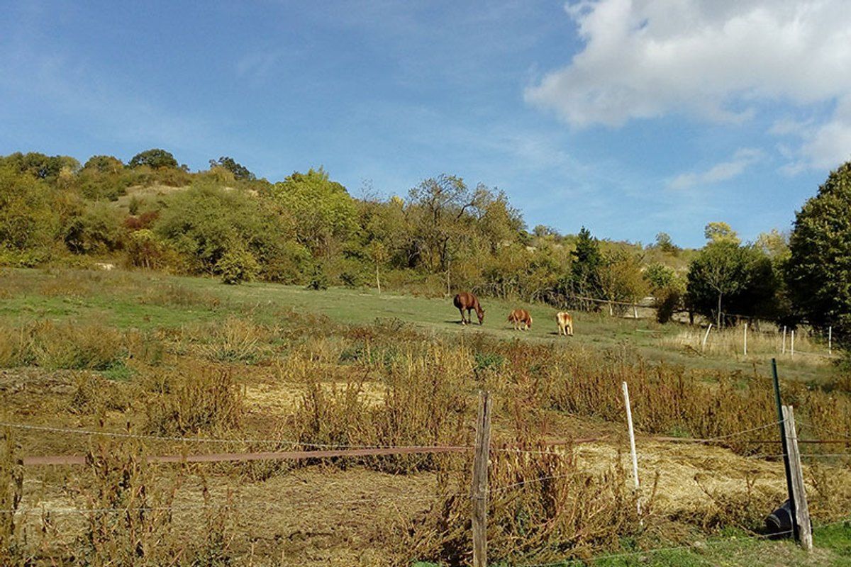 Horses grazing in a meadow below the wooded hills on the Bois du Gros Chêne walk