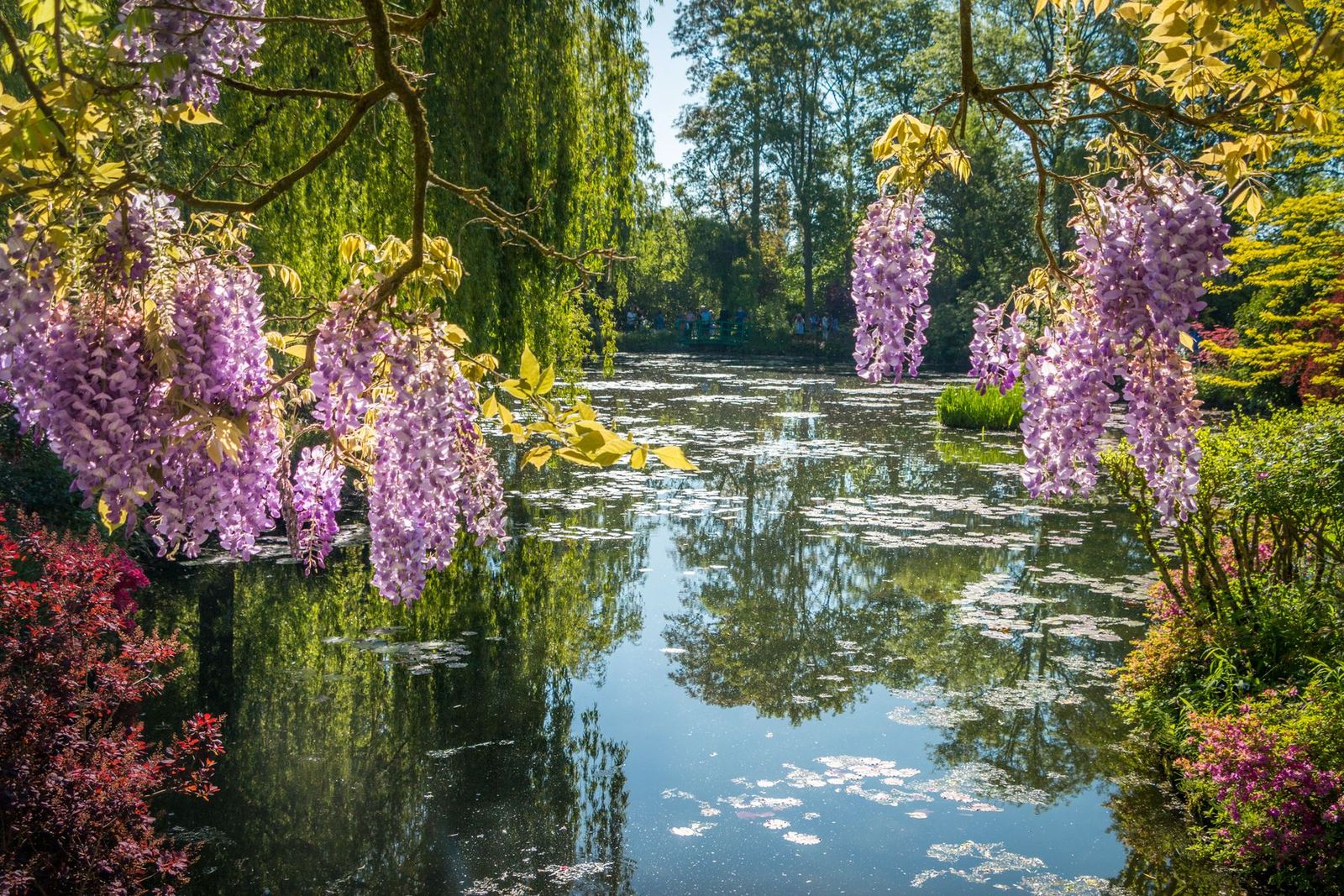 Wisteria over the water in Monet's garden at Giverny