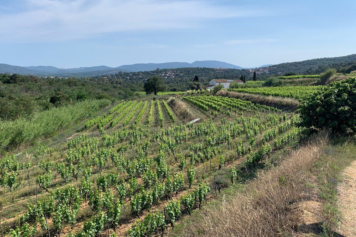 Rows of vines running down the hillside at the Clos des B, wooded hills beyond