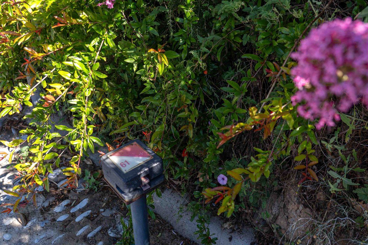 An orienteering control post among flowering shrubs in Grimaud village