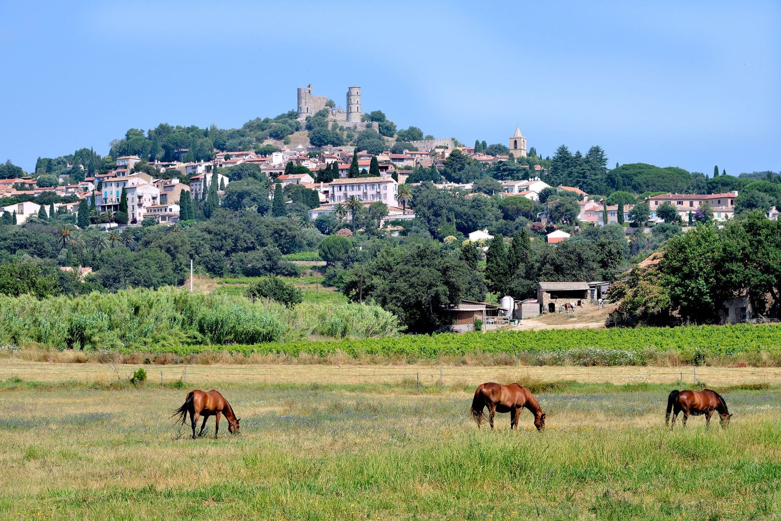 Horses in a meadow below the village of Grimaud
