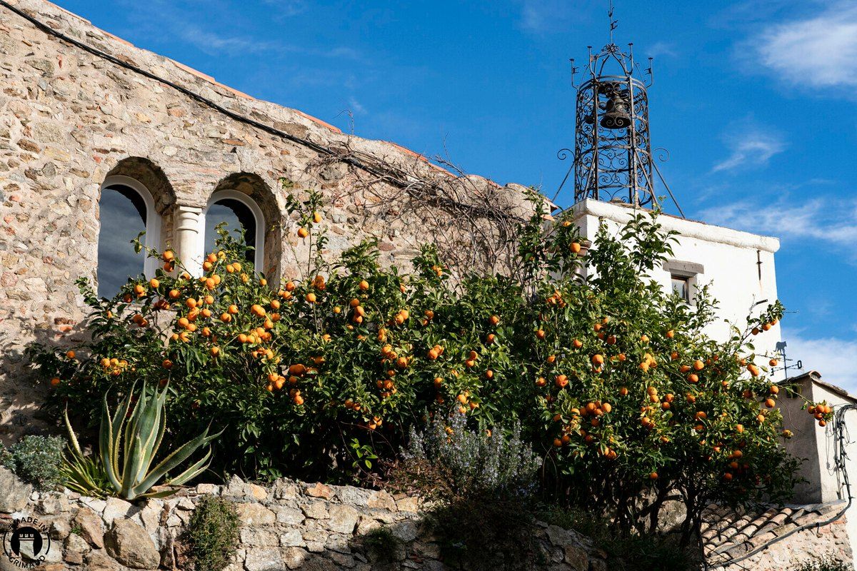 An orange tree heavy with fruit against an old stone house and bell frame in Grimaud village
