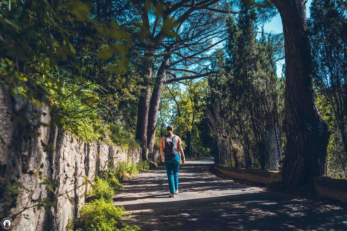 A walker on a shaded lane between a stone wall and tall pines on the Sentier de la Castellane