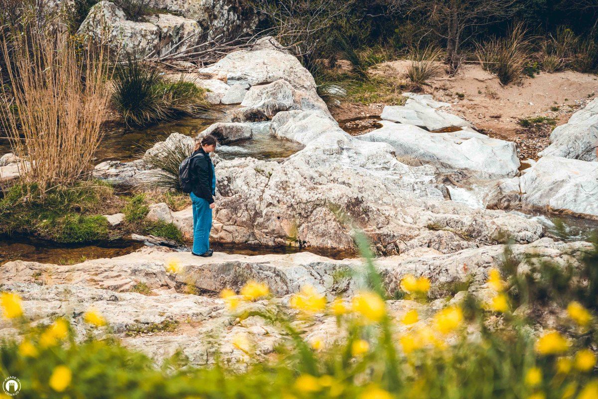 A walker on pale rocks above the La Garde stream, yellow broom in flower in the foreground