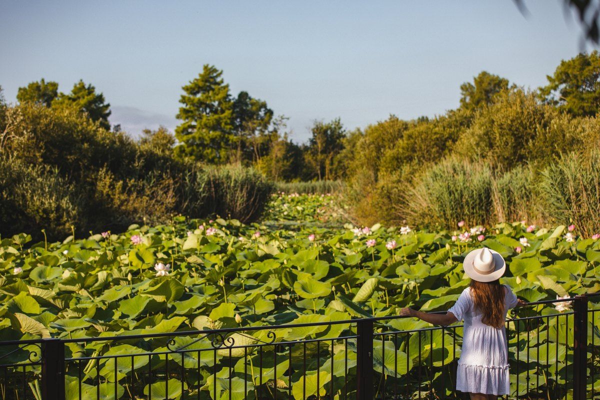 A child at the railing over the lotus-covered Étang de Fontmerle in Mougins