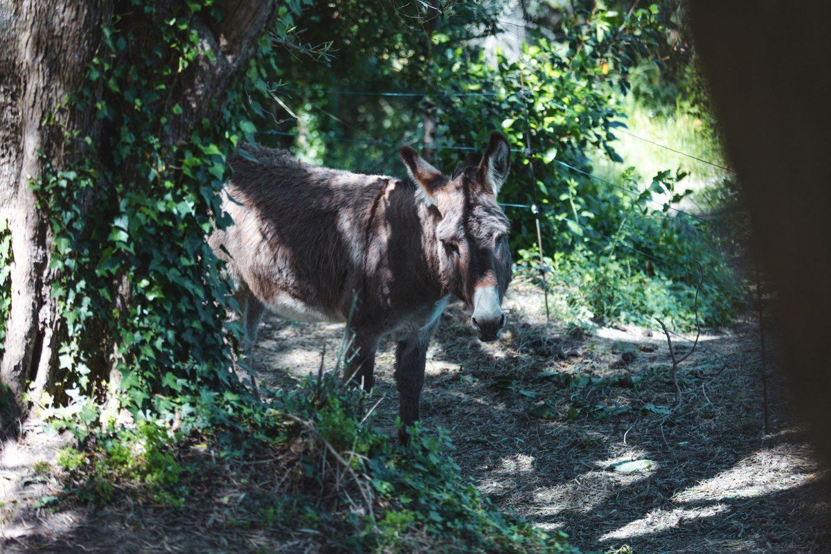 A donkey in the dappled shade of the Gour de Coule woods in Le Cannet