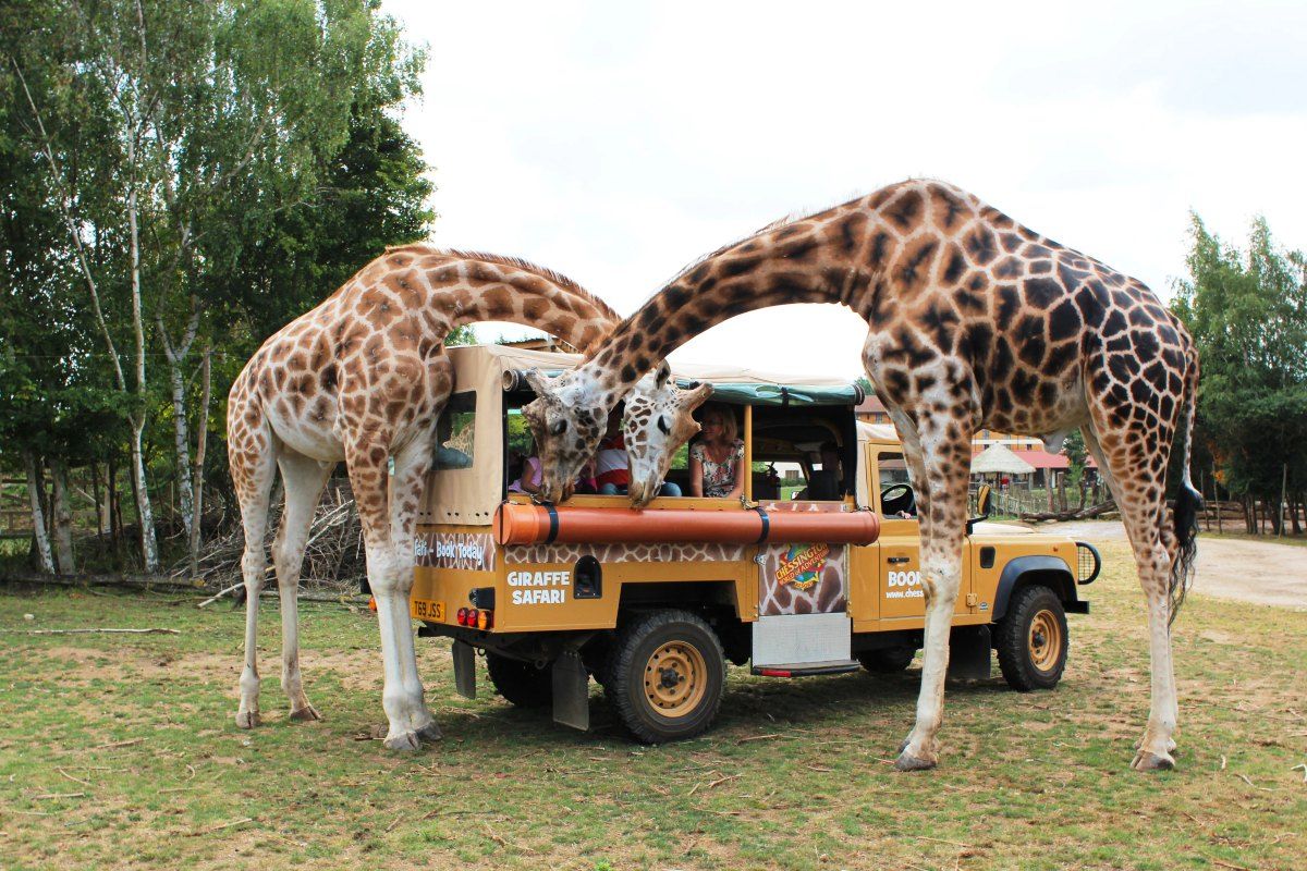 Two giraffes leaning down to a safari truck at Chessington World of Adventures