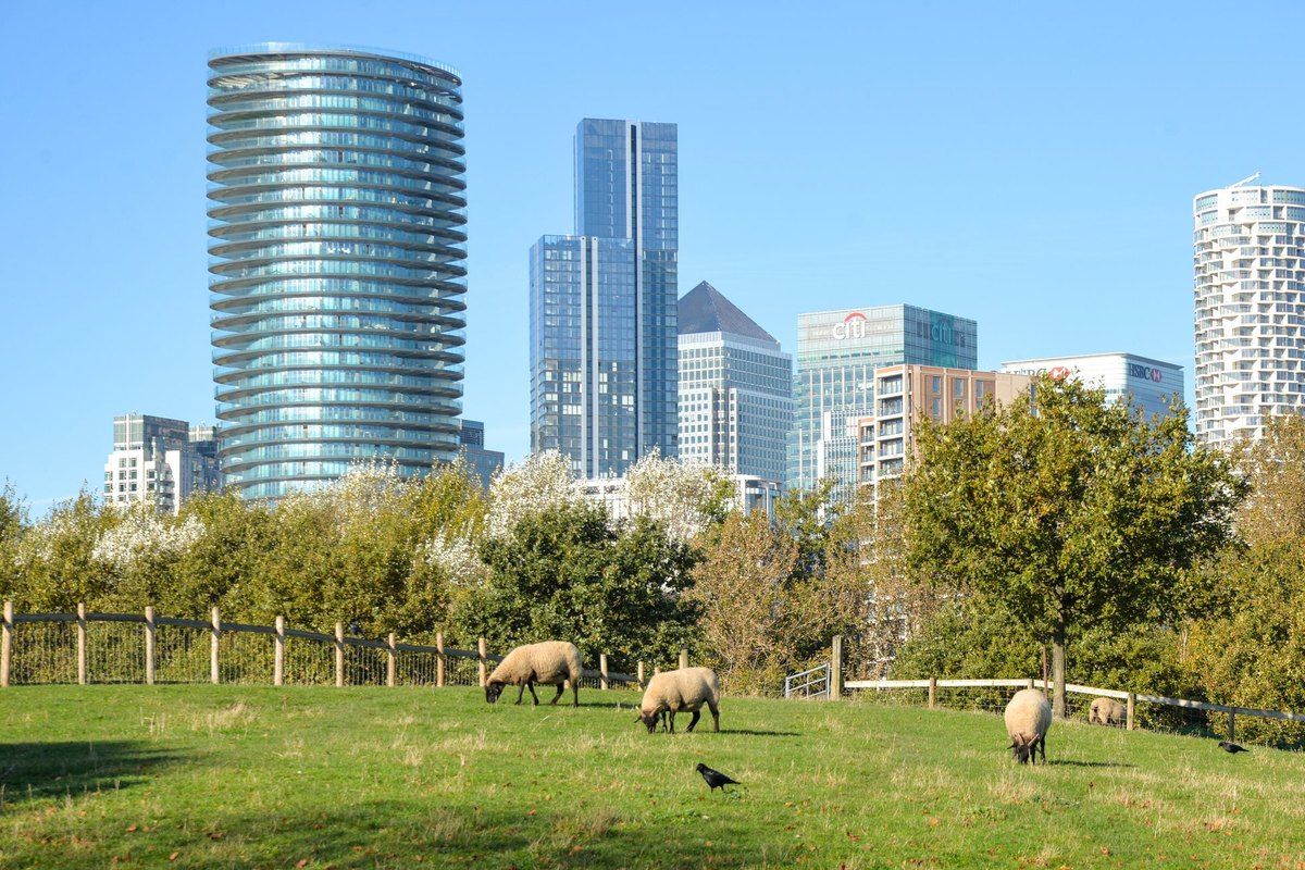 Sheep grazing at Mudchute Park and Farm with the towers of Canary Wharf behind