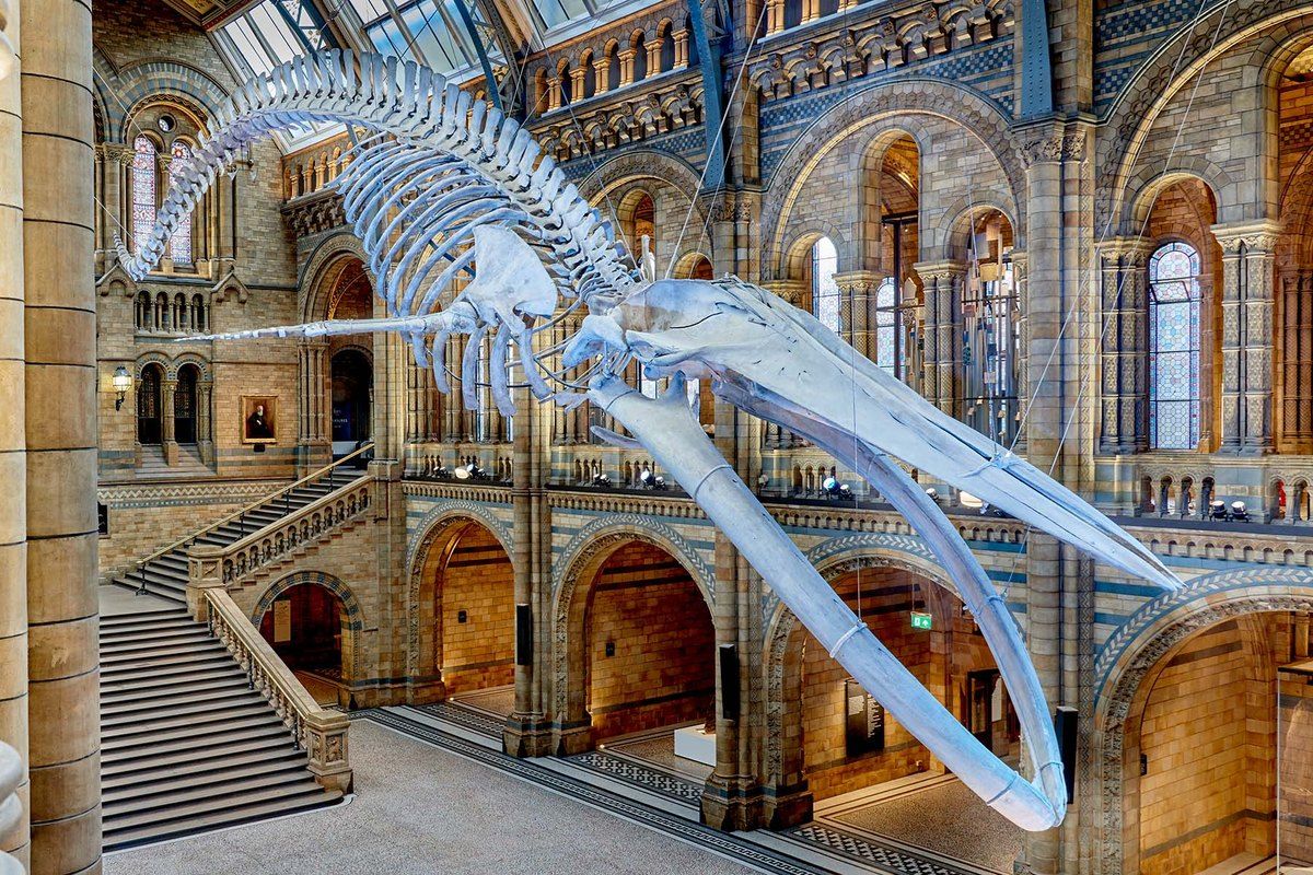 Hope, the blue whale skeleton, suspended in Hintze Hall at the Natural History Museum