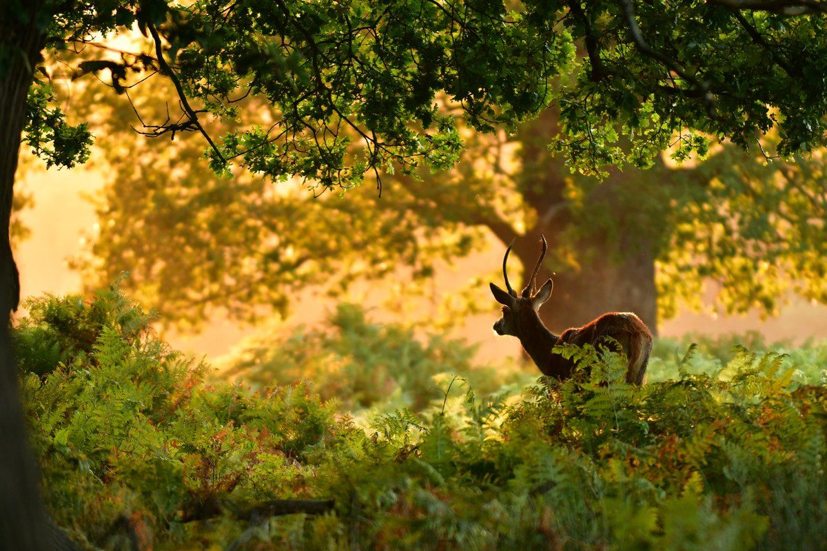 A deer stag in golden autumn light under the trees of Richmond Park