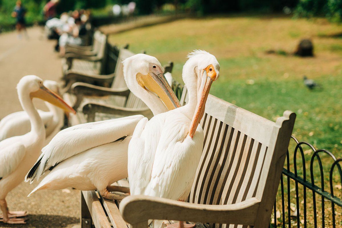 Pelicans perched on a park bench beside the lake in St James's Park