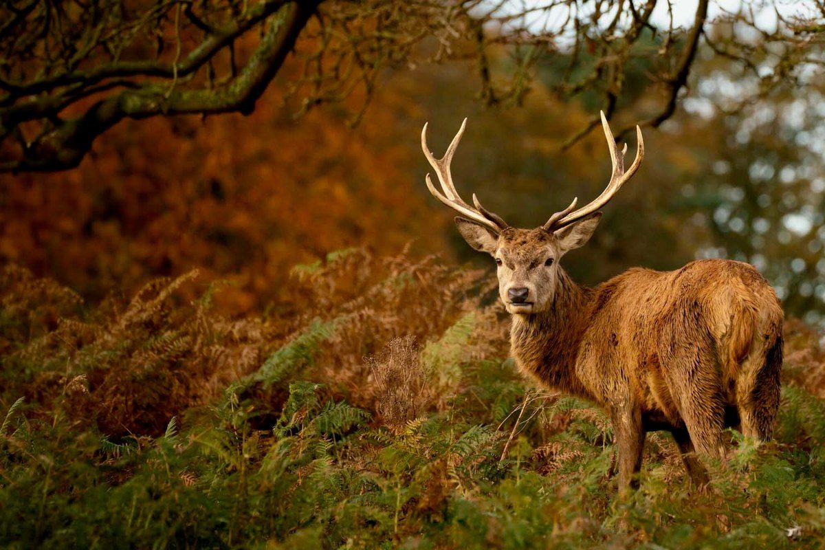 A red deer stag among autumn bracken in Richmond Park