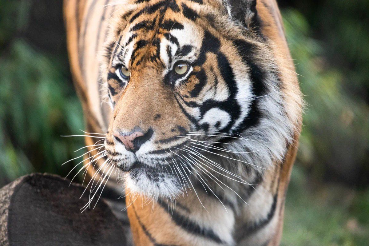 A tiger at London Zoo