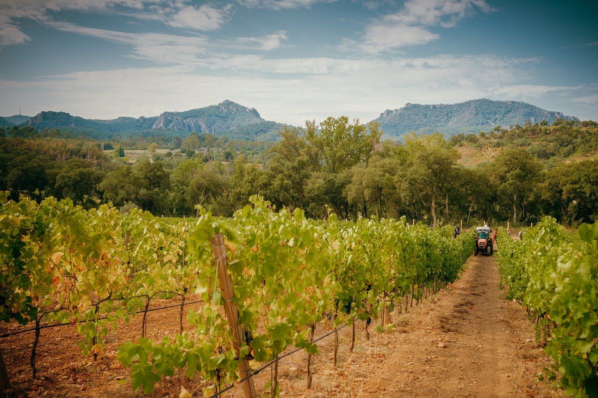 Rows of vines at the Domaine de Barbossi in Mandelieu, with the Estérel peaks behind