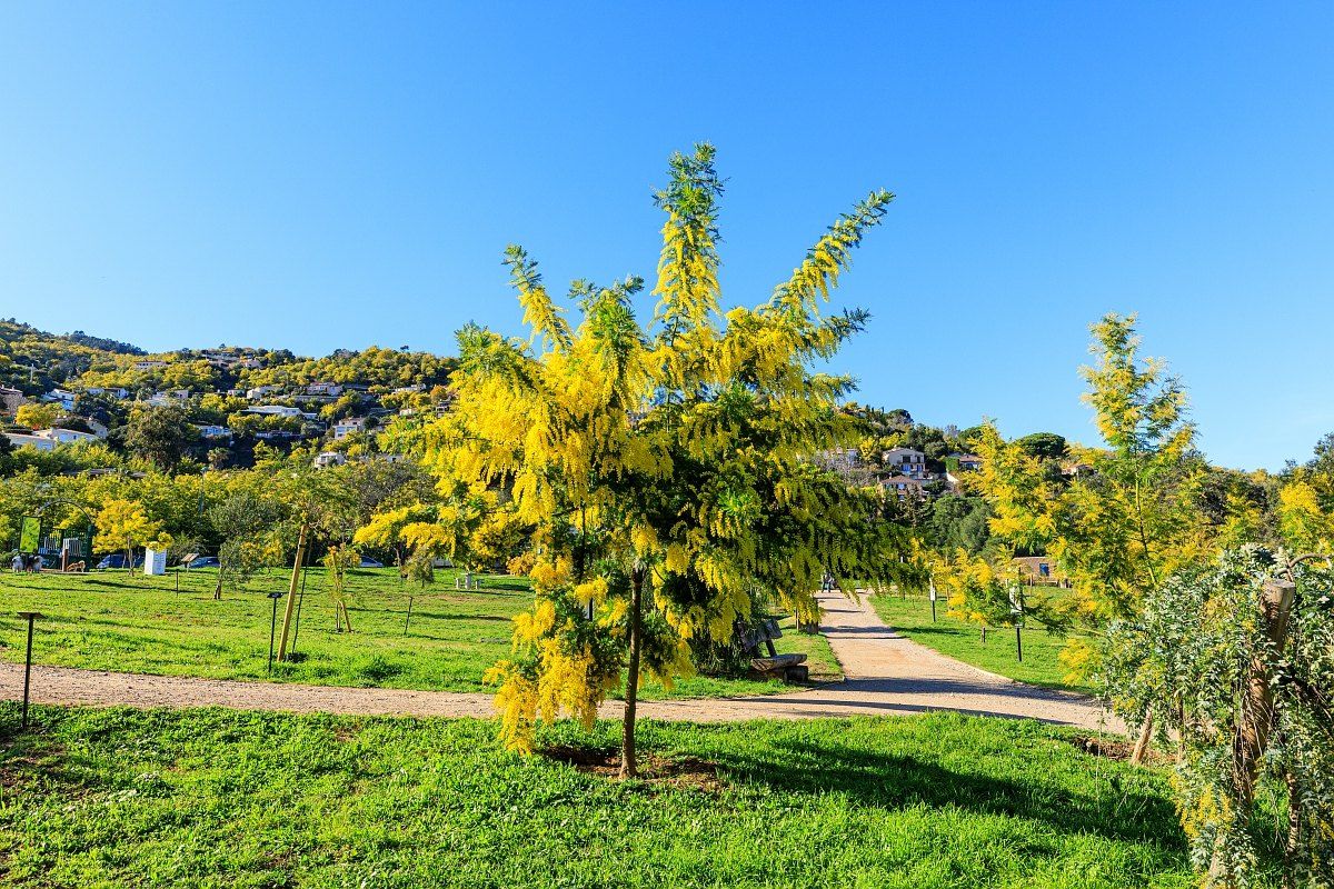 A flowering mimosa on the lawns of the Parc Emmanuelle de Marande in Capitou, Mandelieu