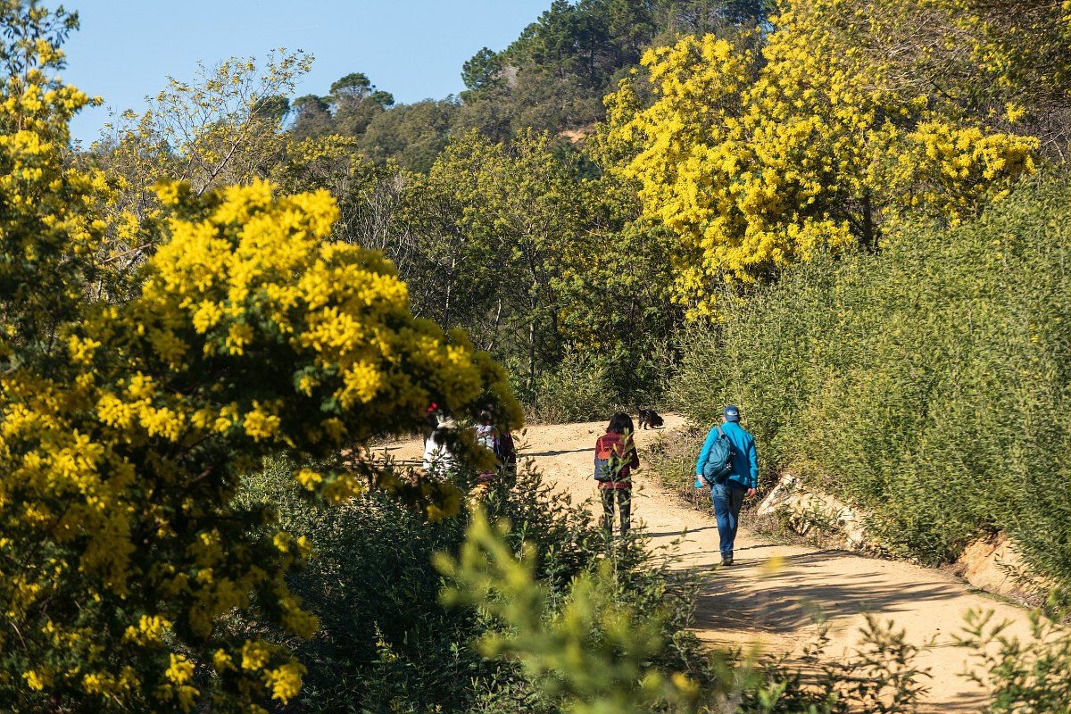 Walkers on a trail through flowering mimosa in the Tanneron hills above Mandelieu