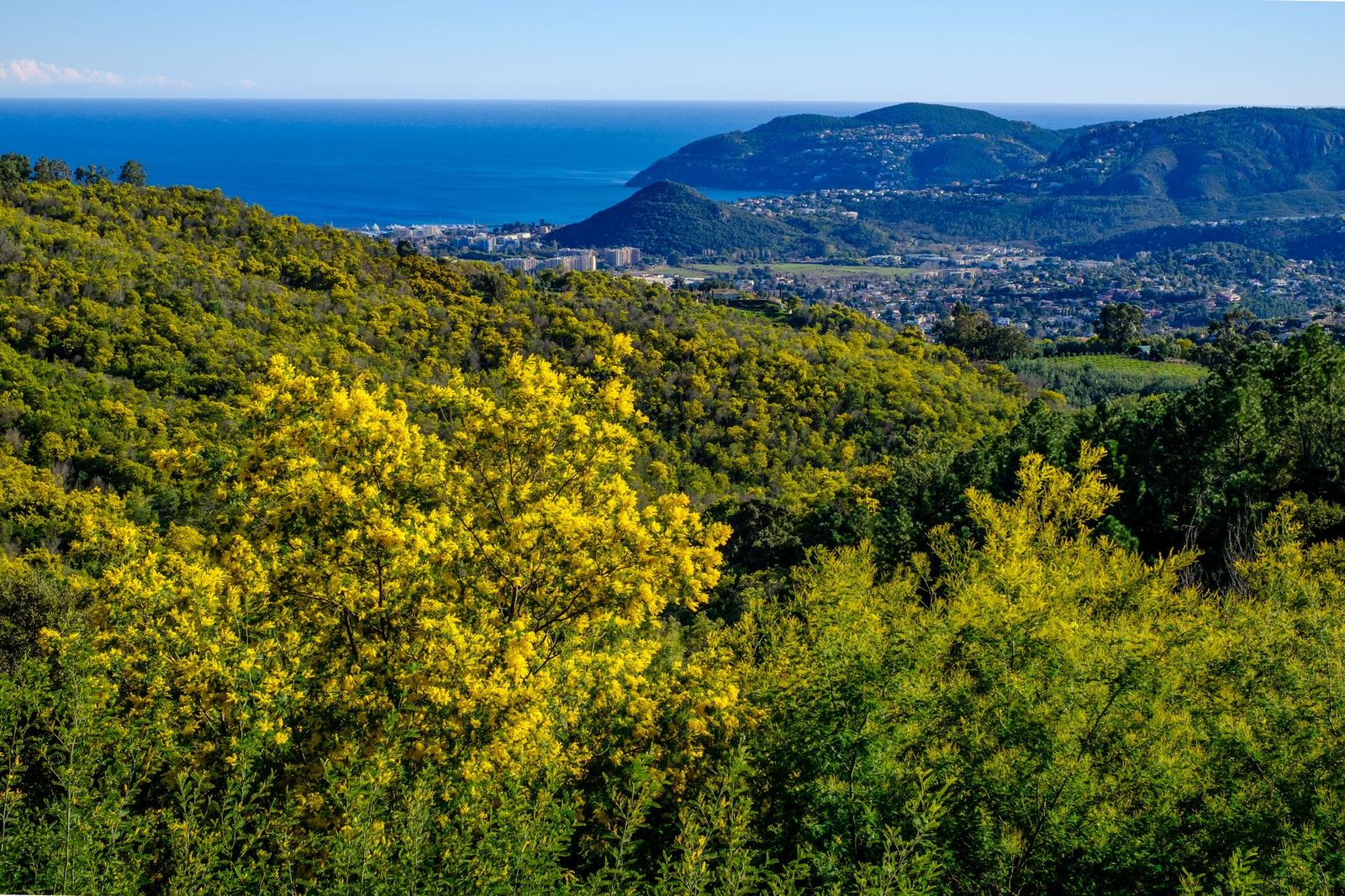 Mimosa in flower above Mandelieu-la-Napoule, with the sea and the town below