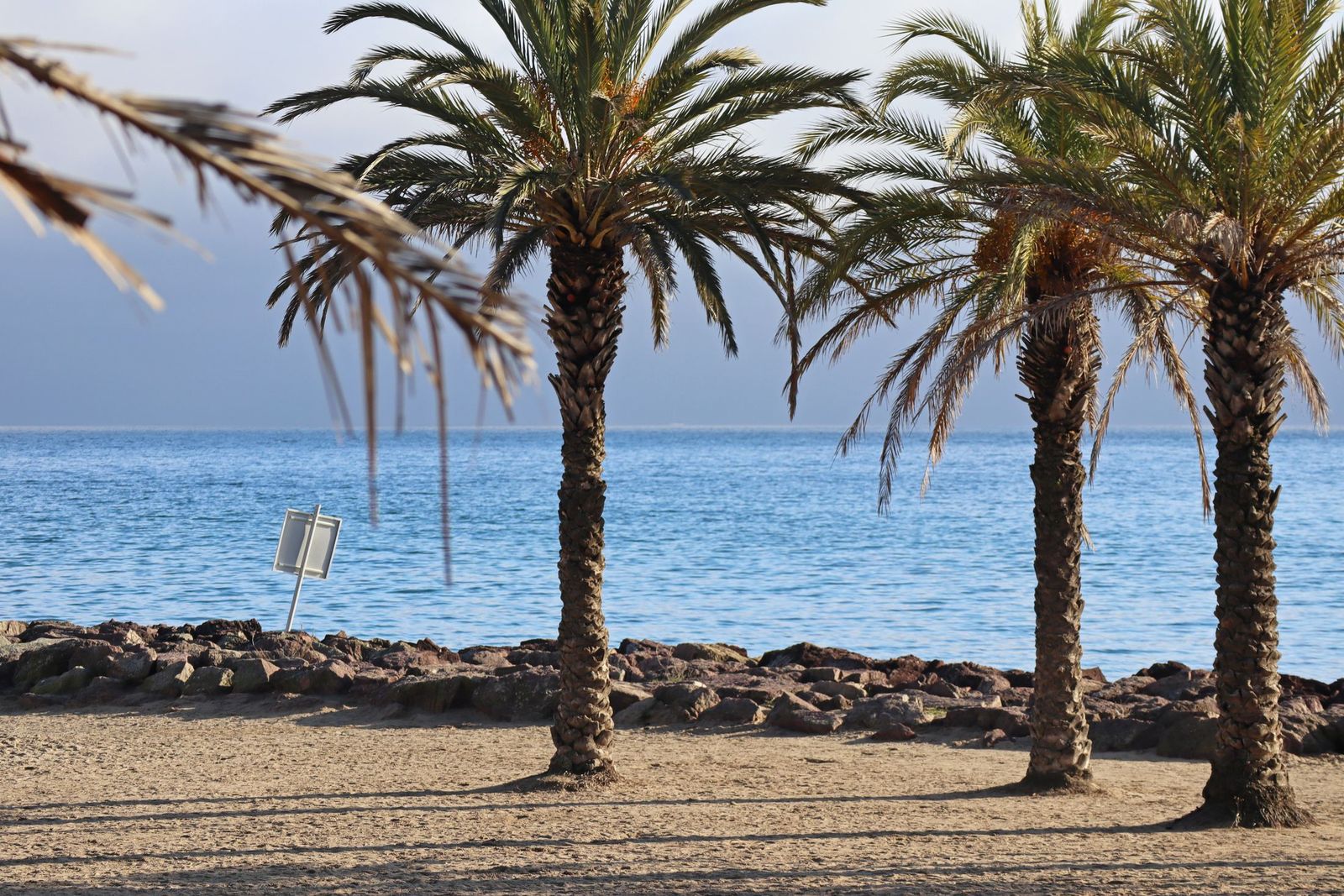 Palm trees along the coast at Mandelieu-la-Napoule