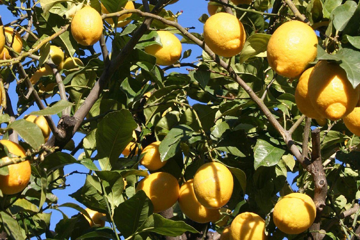 Ripe Menton lemons hanging on the tree against a blue sky