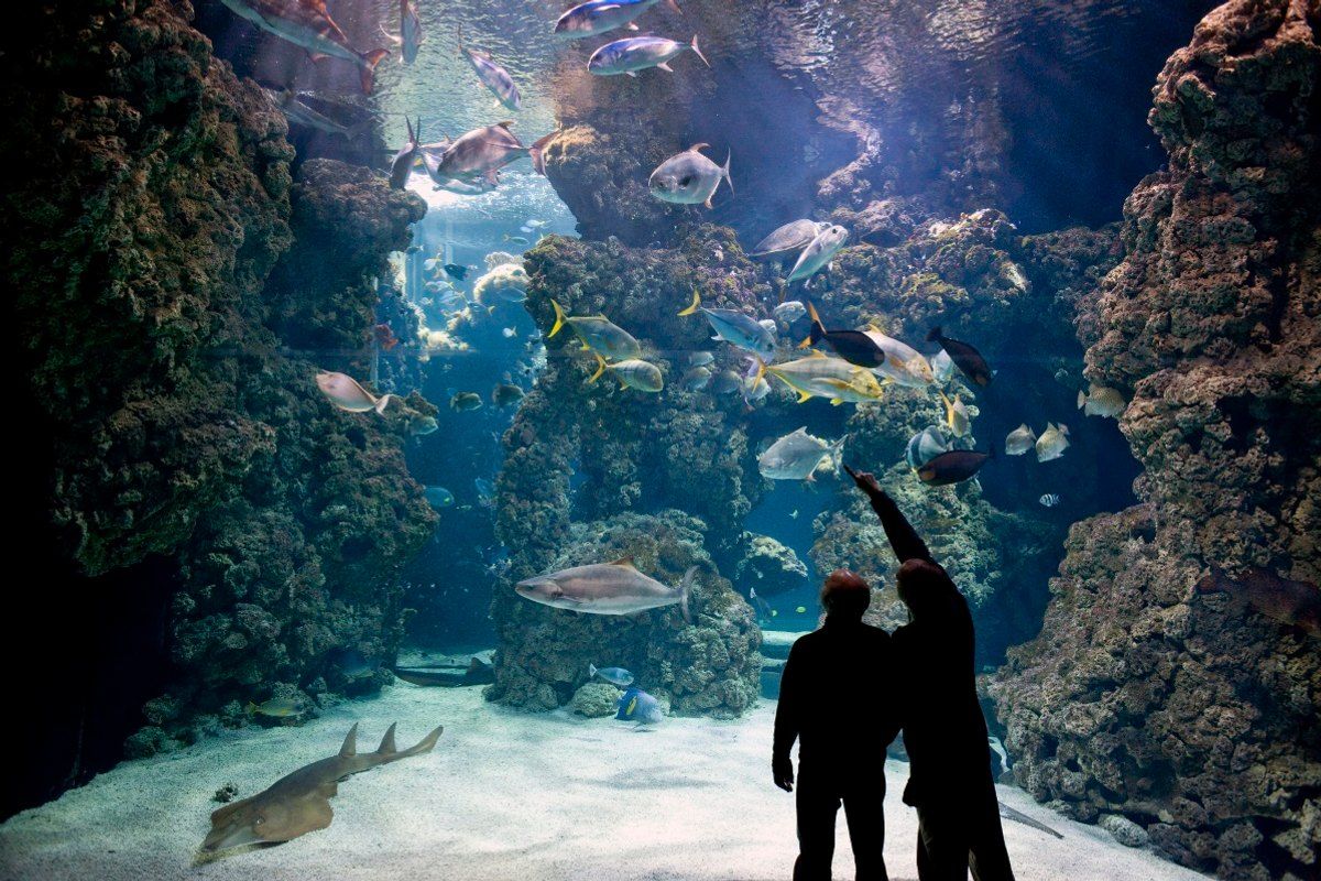 Two visitors silhouetted against the shark lagoon and its reef fish at the Musée océanographique de Monaco